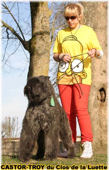 bouvier des flandres du clos de la luette - copyright d&eacute;pos&eacute;